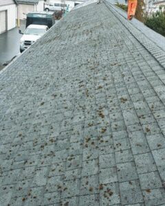 Moldy Roof in A-1 Roofing Inc in Washington